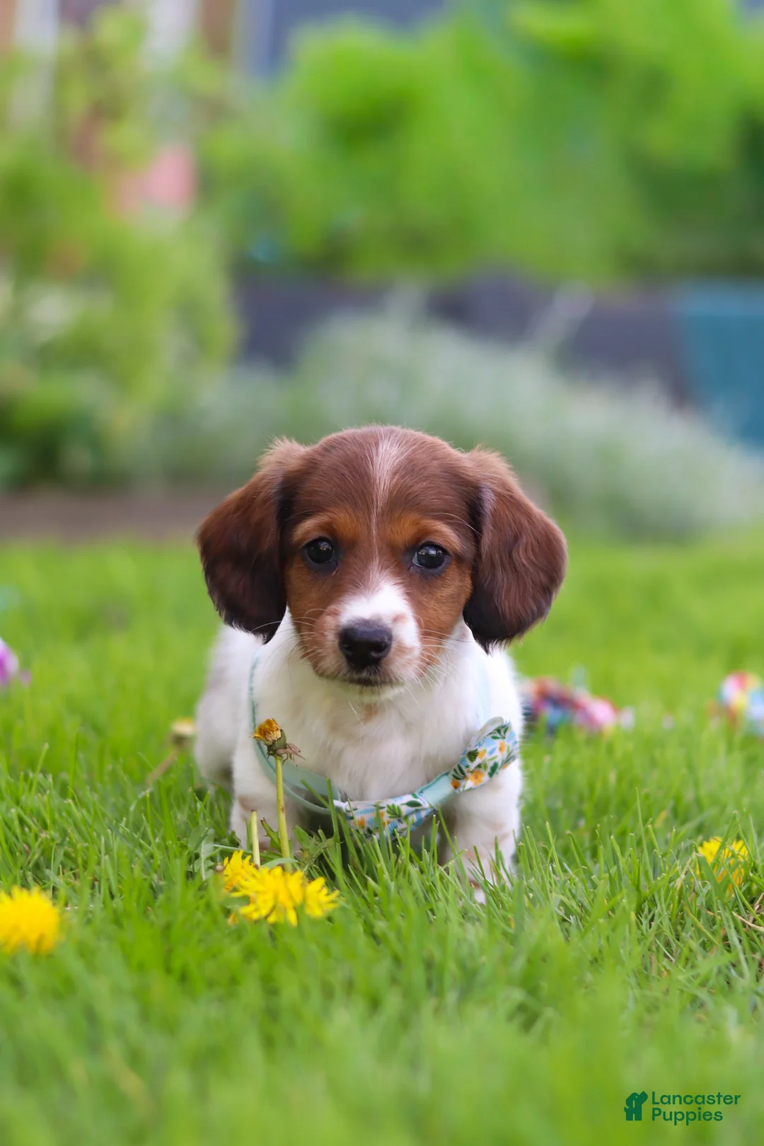 Miniature Dachshund dogs for sale: Benji - Ad 1