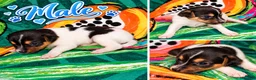Jack Russell Terrier dogs for sale: Jack Russell Terrier 4 - Ad 16