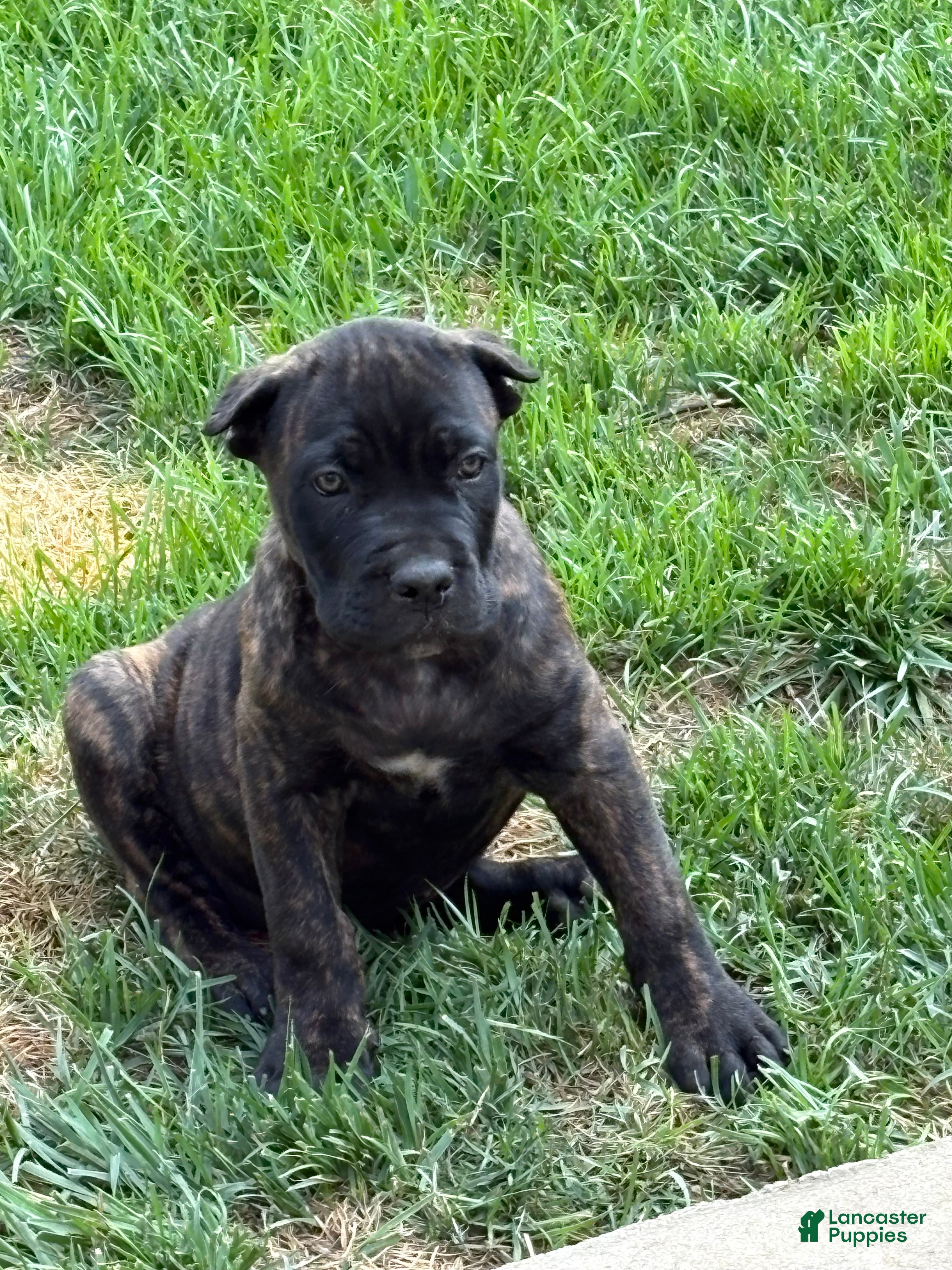 Cane Corso dogs Cane Corso 3 - Ad 2