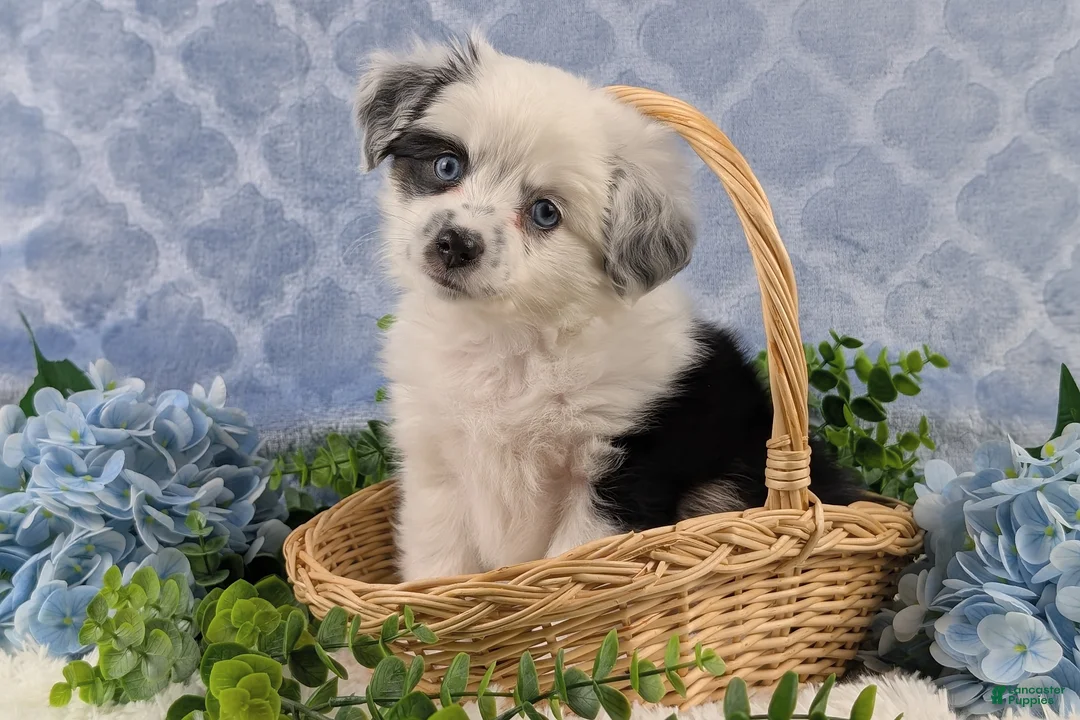 Toy Australian Shepherd dogs for sale: Brandi - Ad 8