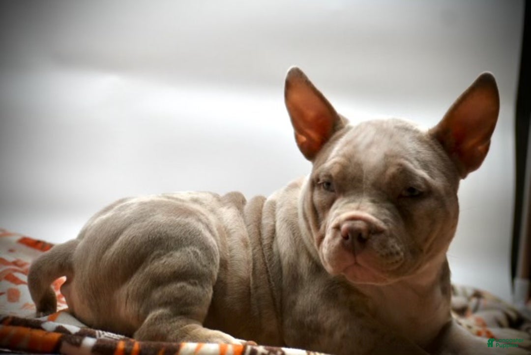 American Bulldog dogs for sale: American Bulldog Puppy 2 - Ad 2