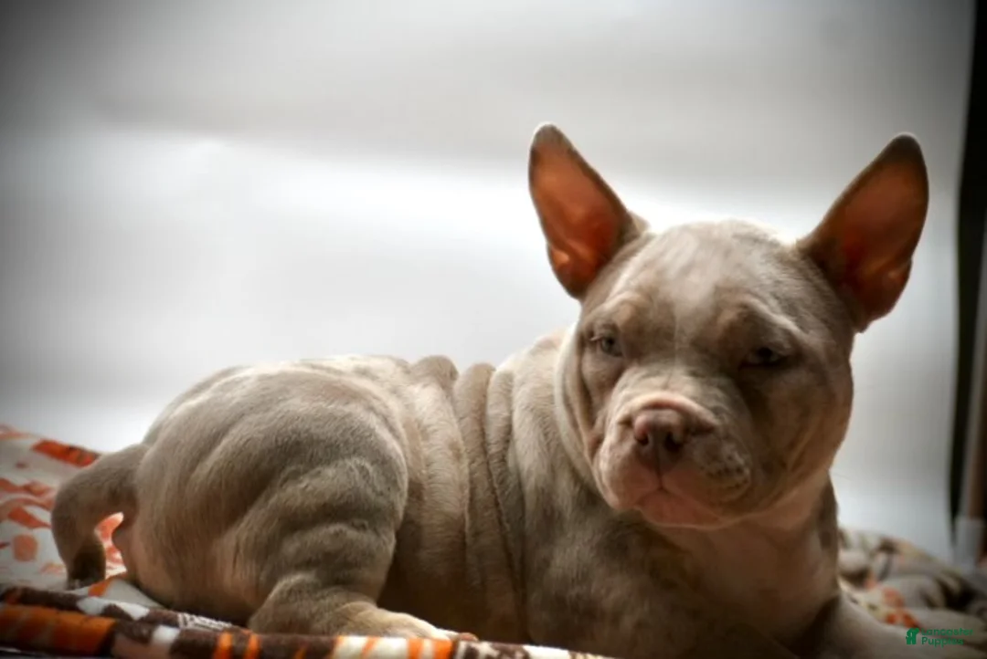 American Bulldog dogs for sale: American Bulldog Puppy 2 - Ad 2