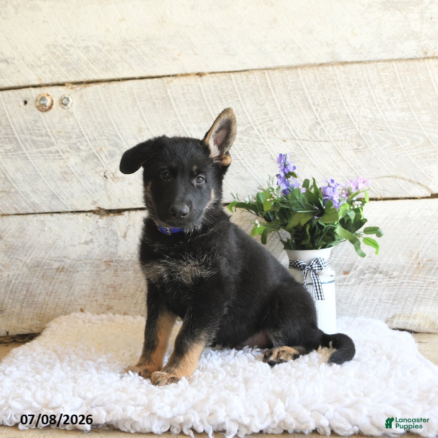 German Shepherd dogs Atlas - Ad 1