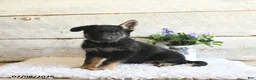 German Shepherd dogs for sale: Atlas - Ad 1