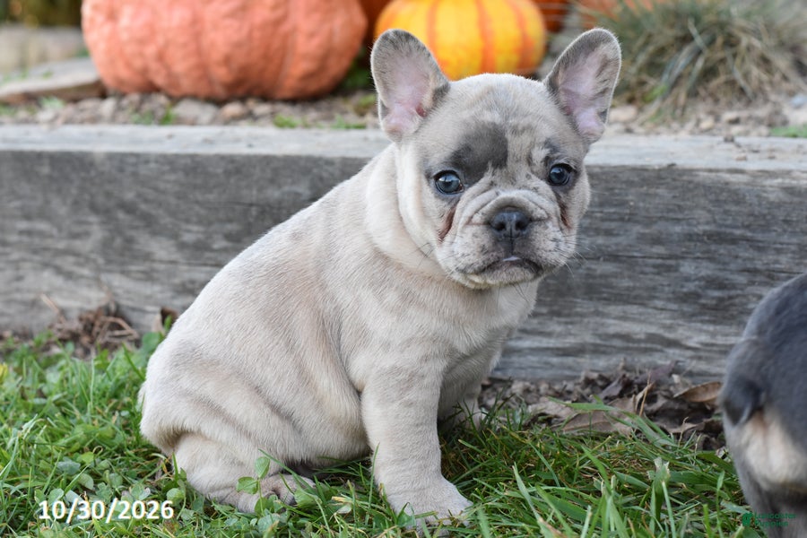French Bulldog dogs for sale: Tripp - Ad 2
