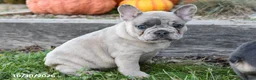 French Bulldog dogs for sale: Tripp - Ad 2