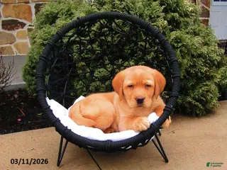 Labrador Retriever dogs for sale: Kingston - Ad 3