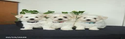 Maltese dogs for sale: Orchid - Ad 5