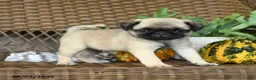 Pug dogs for sale: Waffles - Ad 5