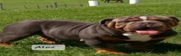 Beabull dogs for sale: Chad - Ad 11