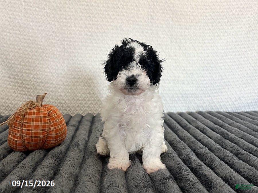 Cavapoo dogs for sale: Bryson - Ad 2