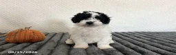 Cavapoo dogs for sale: Bryson - Ad 1