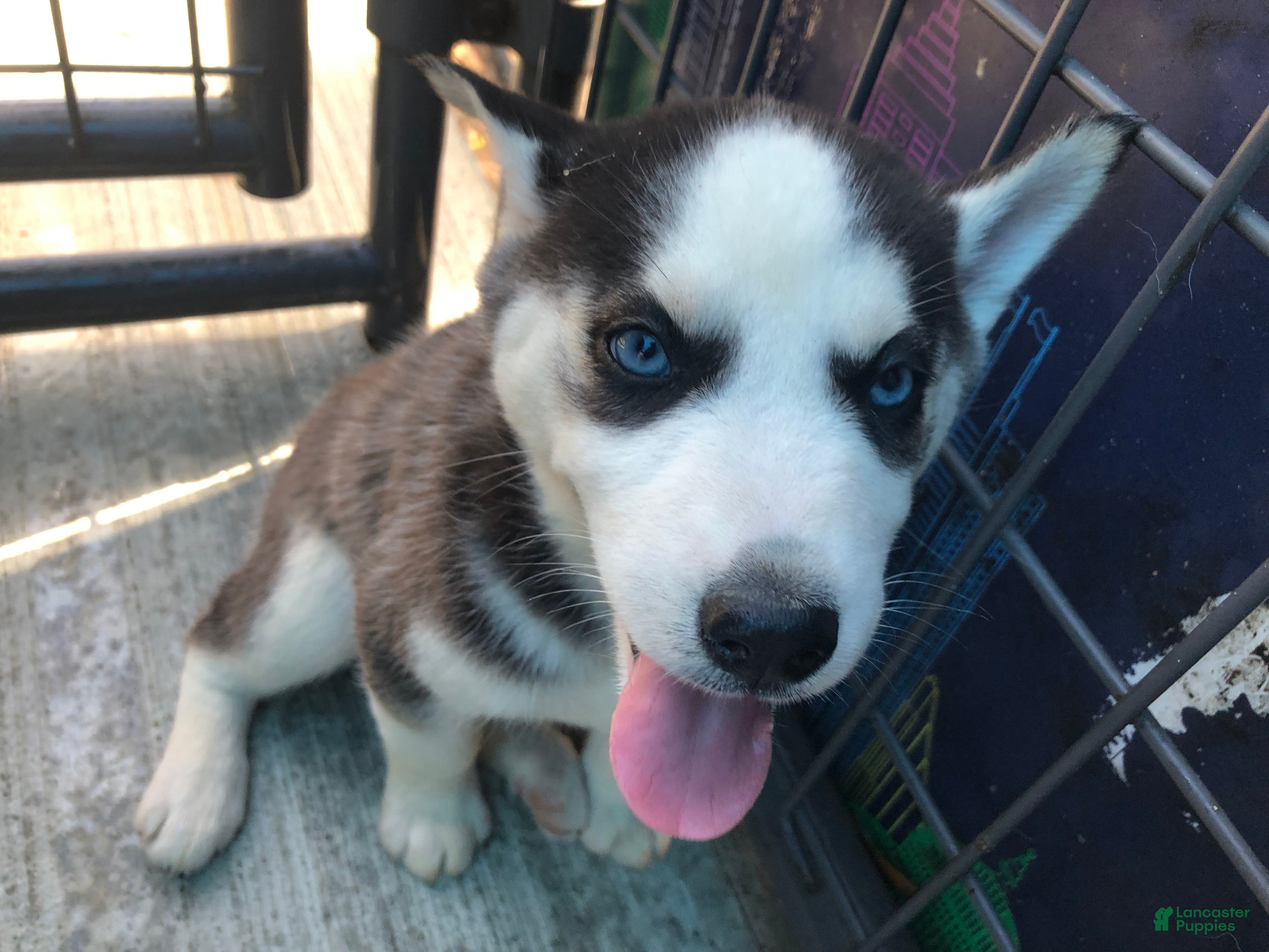 Siberian Husky dogs Siberian Husky Puppy 5 - Ad 6