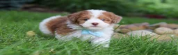 Havapoo dogs for sale: Parker - Ad 7