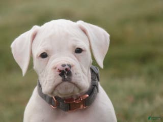 Boxer dogs Henry - Ad 15