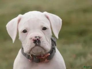 Boxer dogs Henry - Ad 29