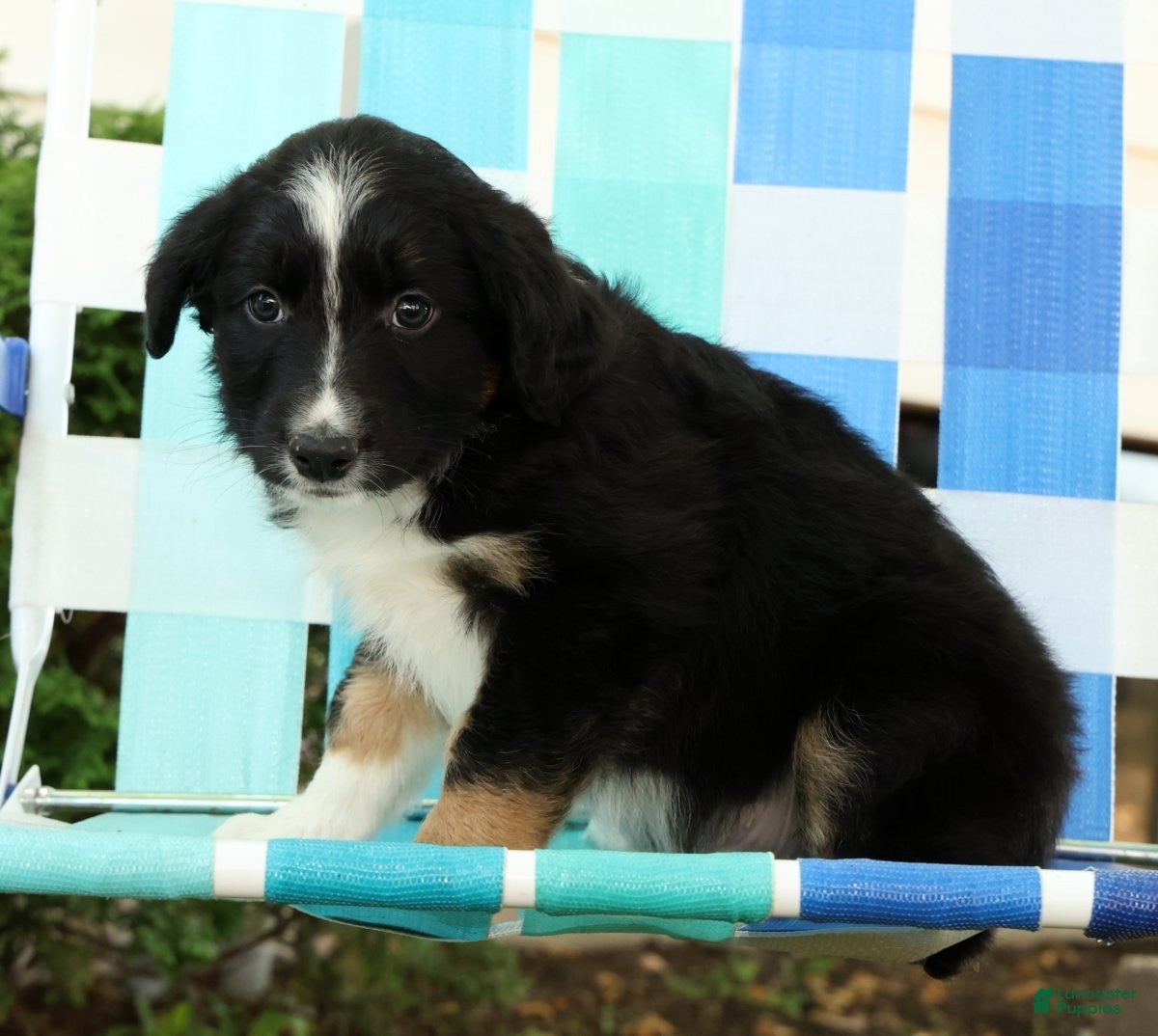Australian Shepherd dogs for sale: Frisky - Ad 9
