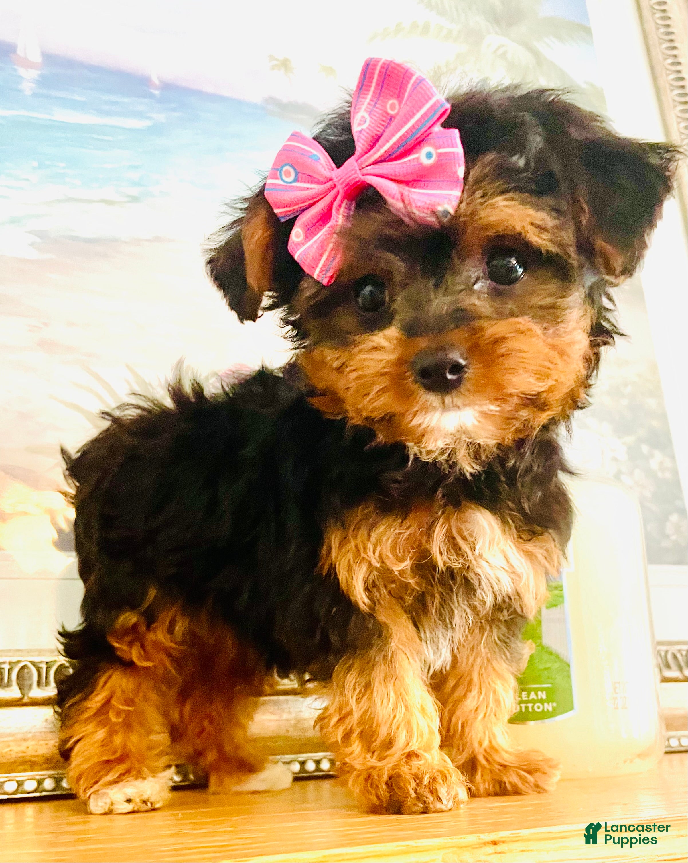 Morkie dogs Teacup Tia - Ad 1