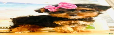 Teacup Tia