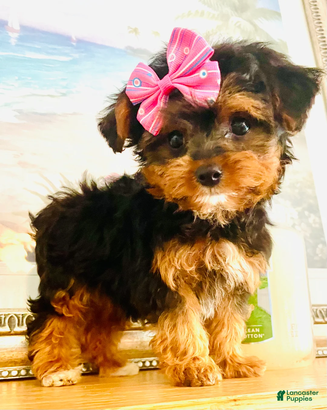 Morkie dogs for sale: Teacup Tia - Ad 1