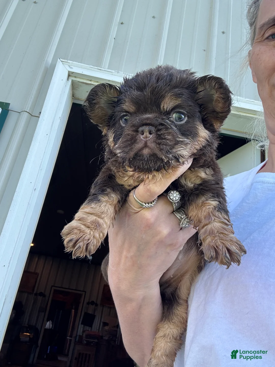French Bulldog dogs for sale: French Bulldog 1 - Ad 2