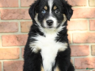 Australian Shepherd dogs - Ad 38