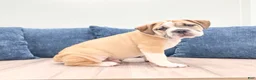 Beabull dogs for sale: Duke - Ad 4