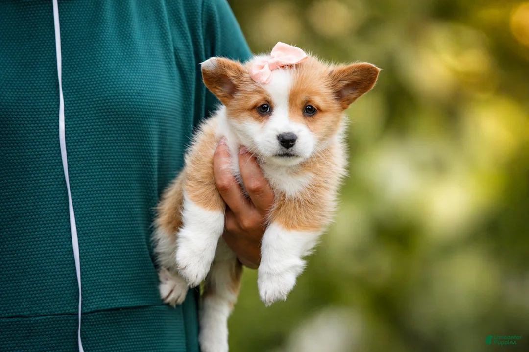 Welsh Corgi Pembroke dogs for sale: Dixie 🐶💖 - Ad 2