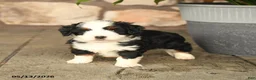 Mini Bernedoodle dogs for sale: Larry - Ad 3