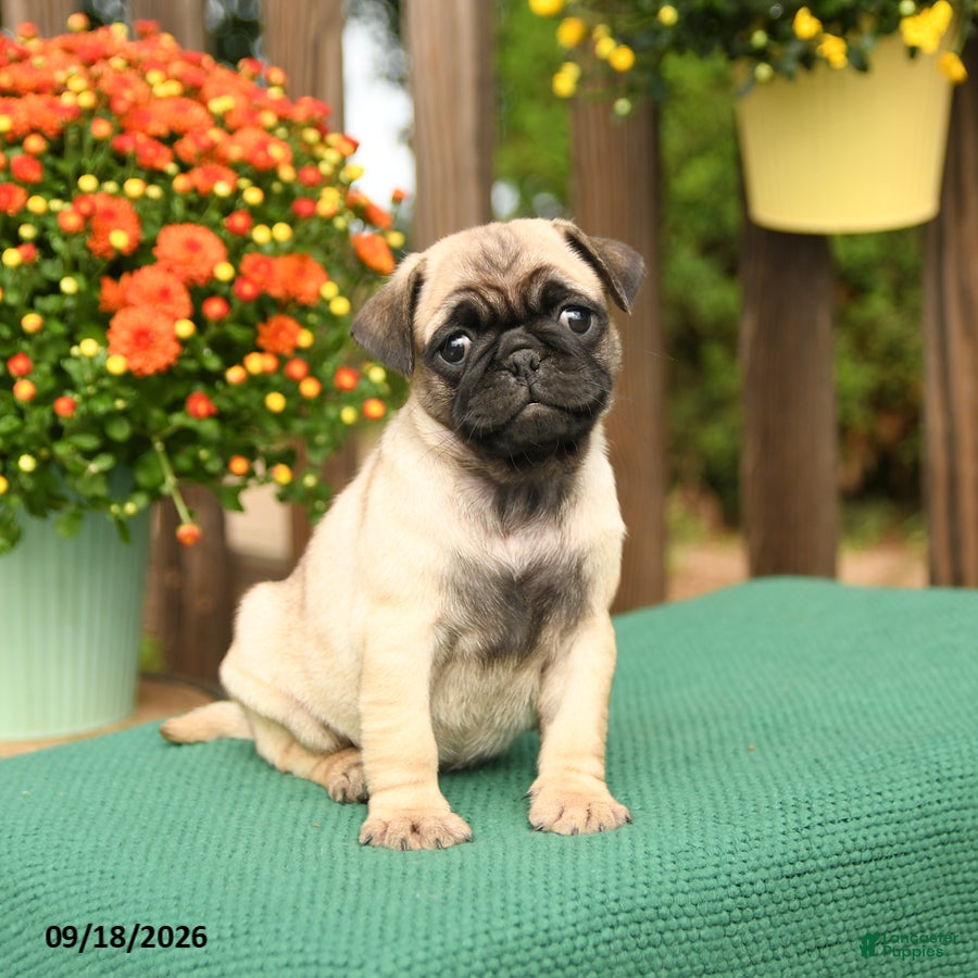 Pug dogs for sale: Minnie - Ad 3