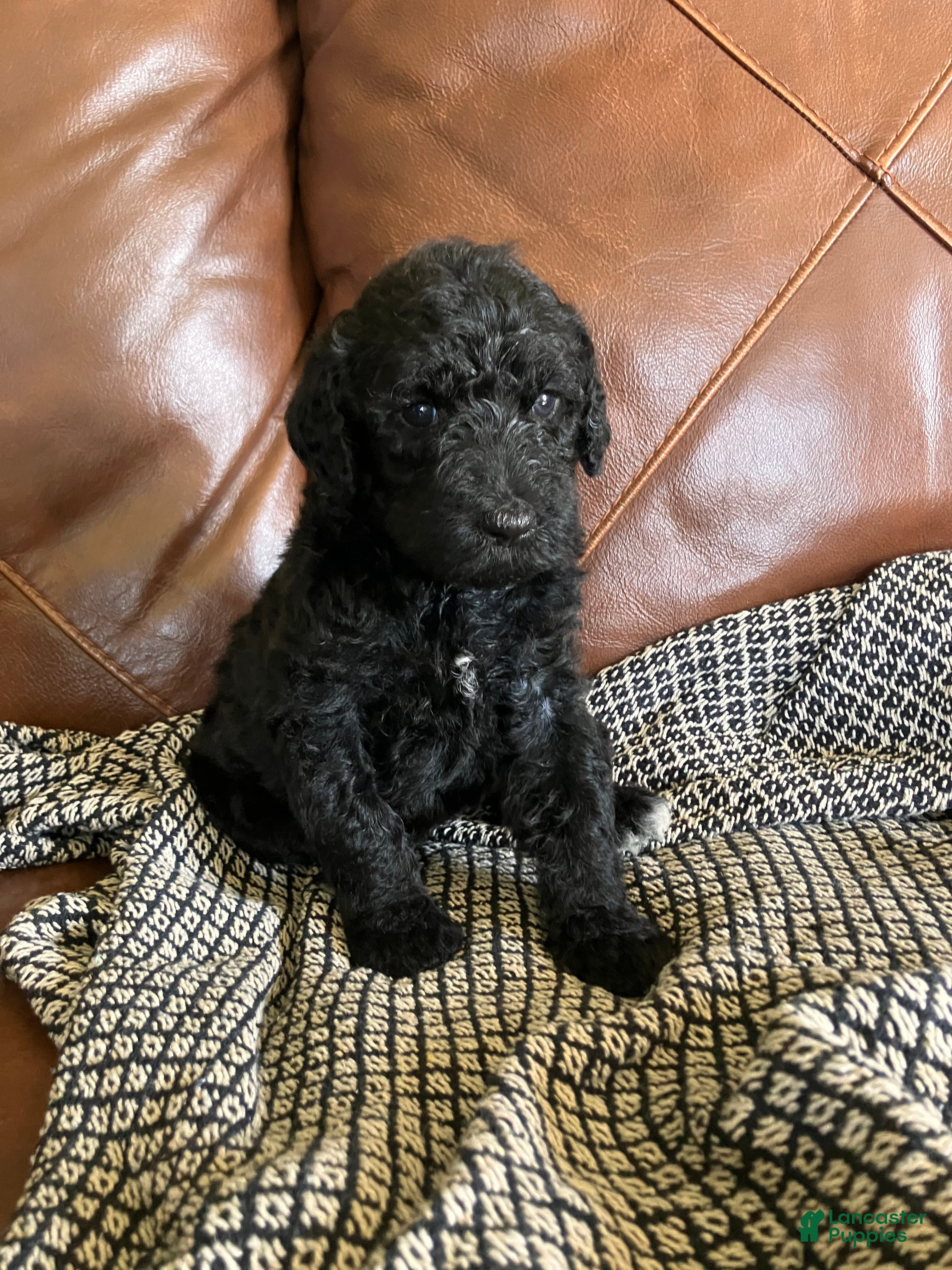 Labradoodle dogs Fiona - Ad 1