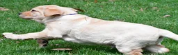 Labrador Retriever dogs for sale: Blaze - Ad 11