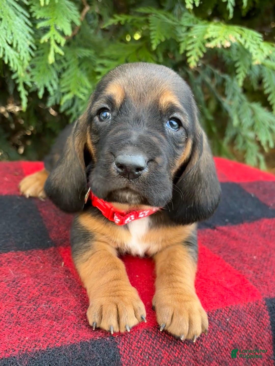 Basset Hound dogs for sale: Noelle - Ad 5