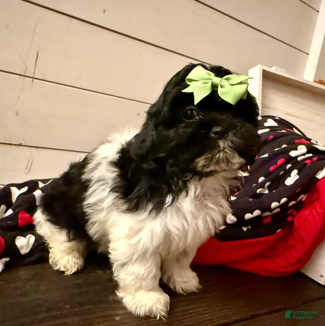 Shihpoo dogs for sale: Elphi - Ad 26