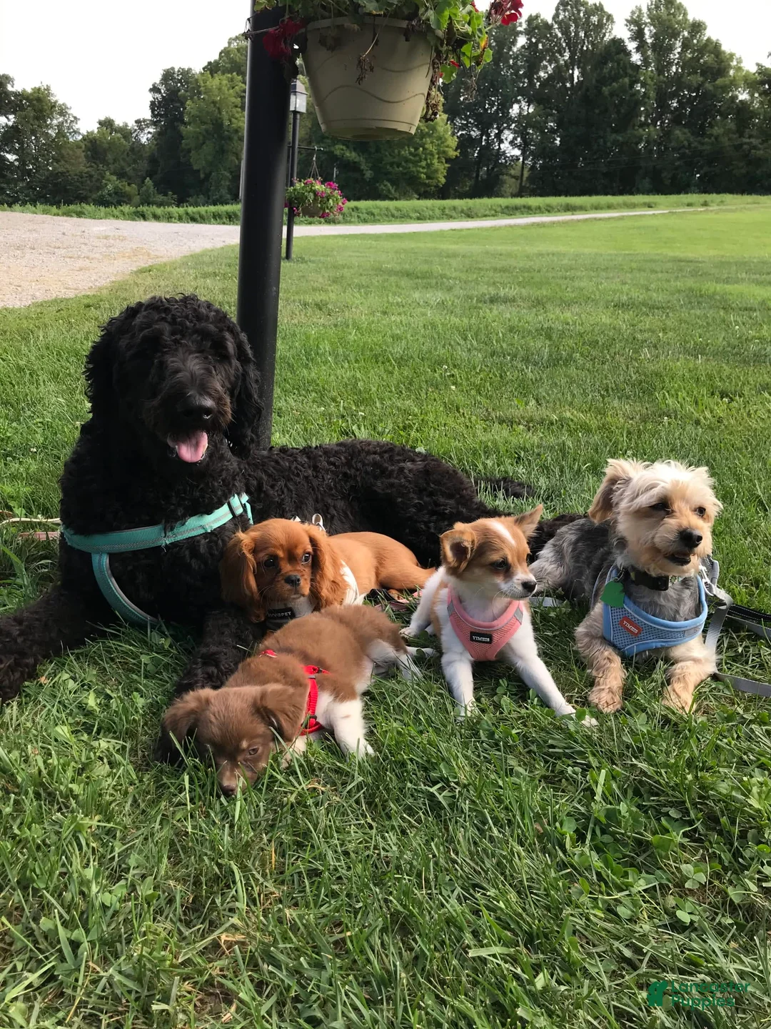 Gallery Image {{count}}