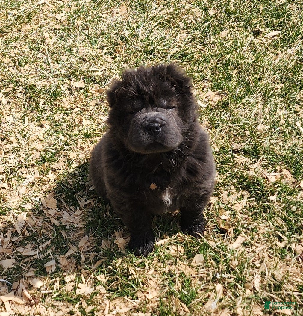 Shar Pei dogs Blue bear mini - Ad 2