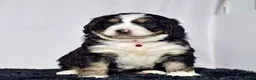 Bernedoodle dogs for sale: Mr. Sailor - Ad 7