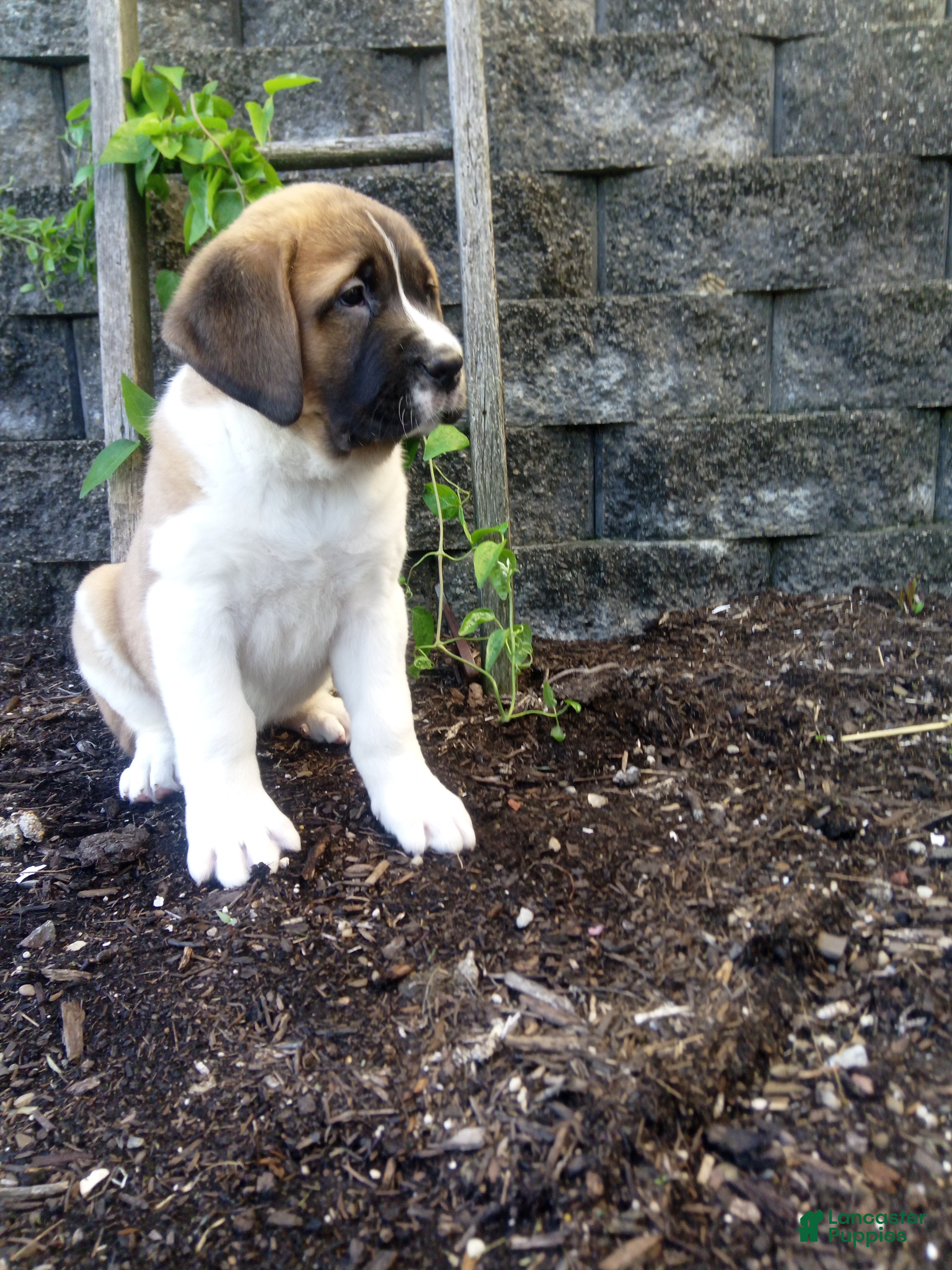 Saint Bernard dogs for sale: Bella  - Ad 1