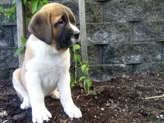 Saint Bernard dogs for sale: Bella - Ad 1
