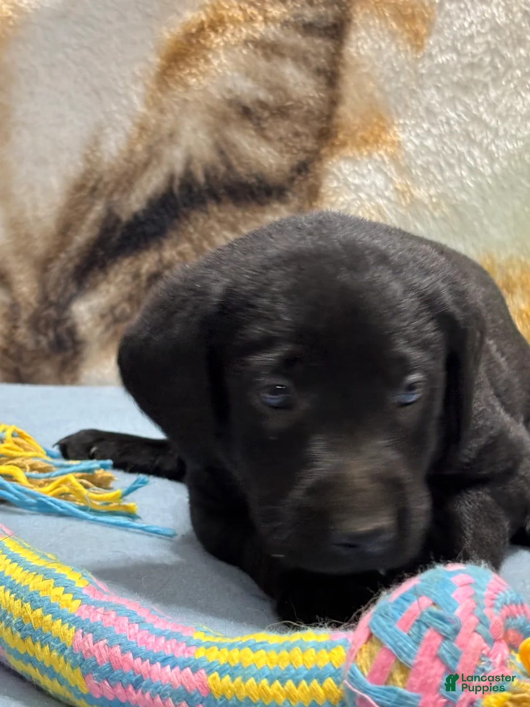 Labrador Retriever dogs for sale: Chucky - Ad 2