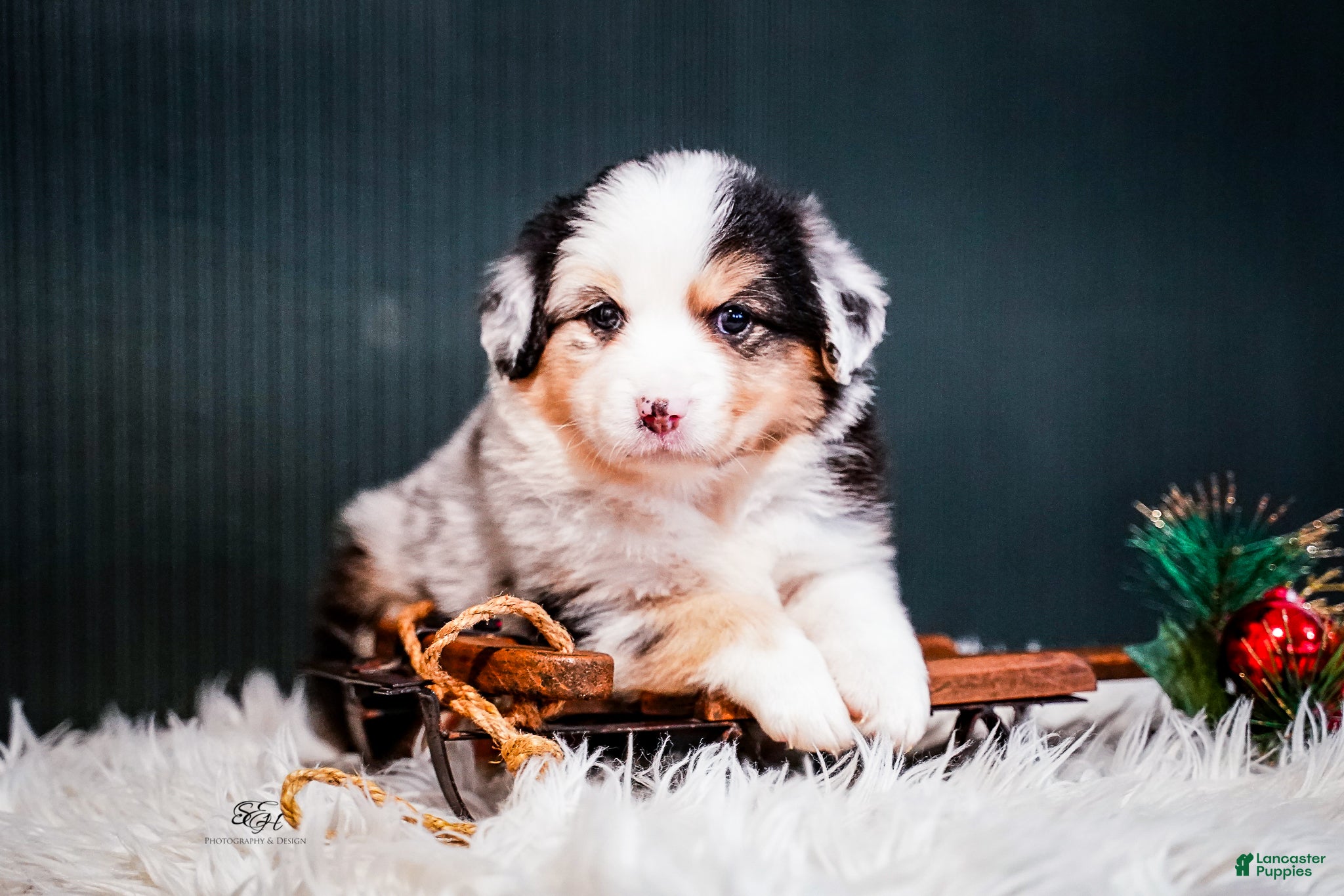 Miniature Australian Shepherd dogs Drew - Ad 5