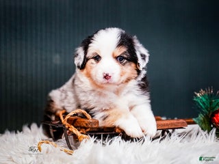 Miniature Australian Shepherd dogs Drew - Ad 5