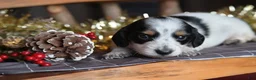 Dachshund dogs for sale: Princess - Ad 16