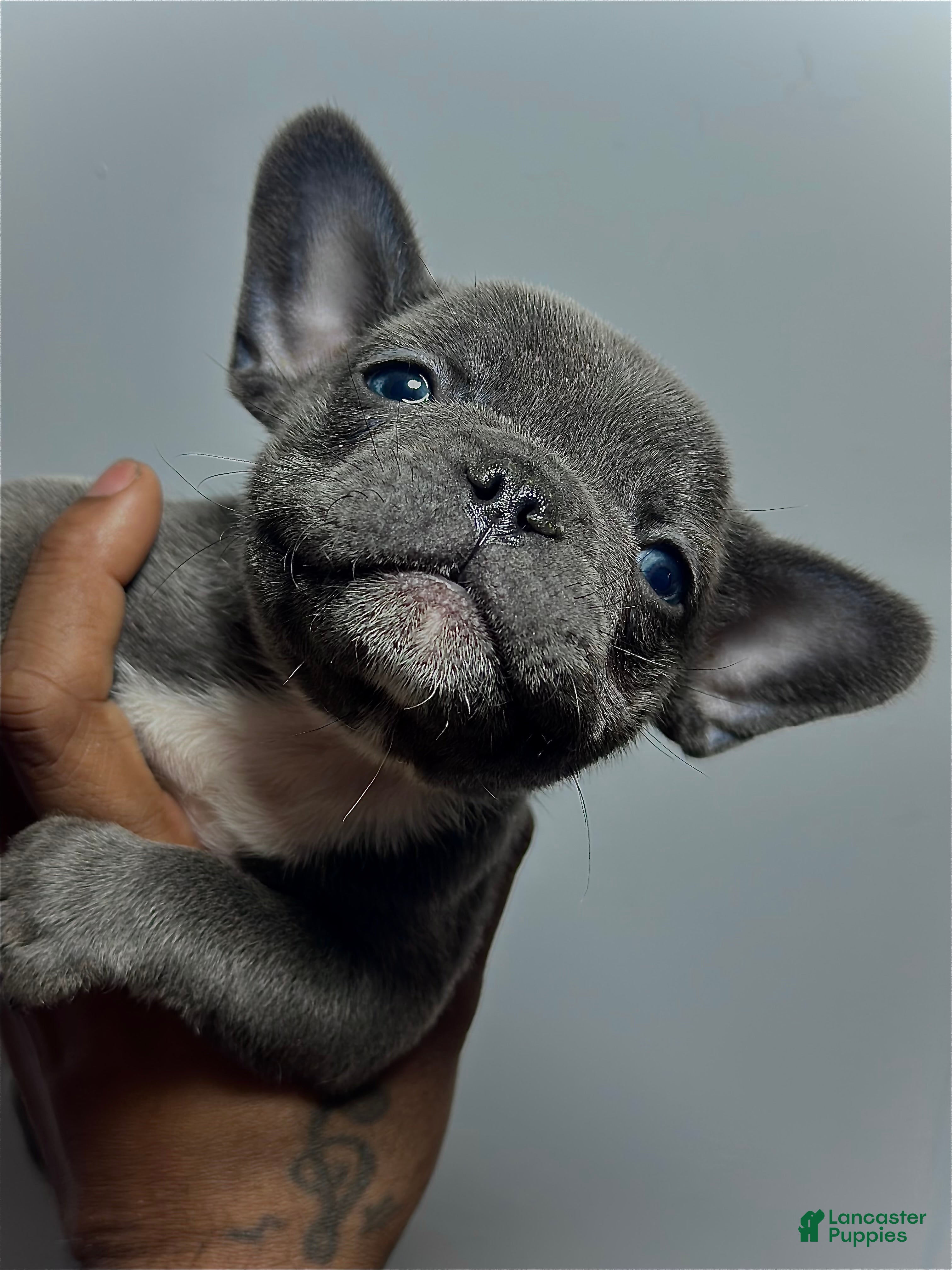 French Bulldog dogs French Bulldog 3 - Ad 8