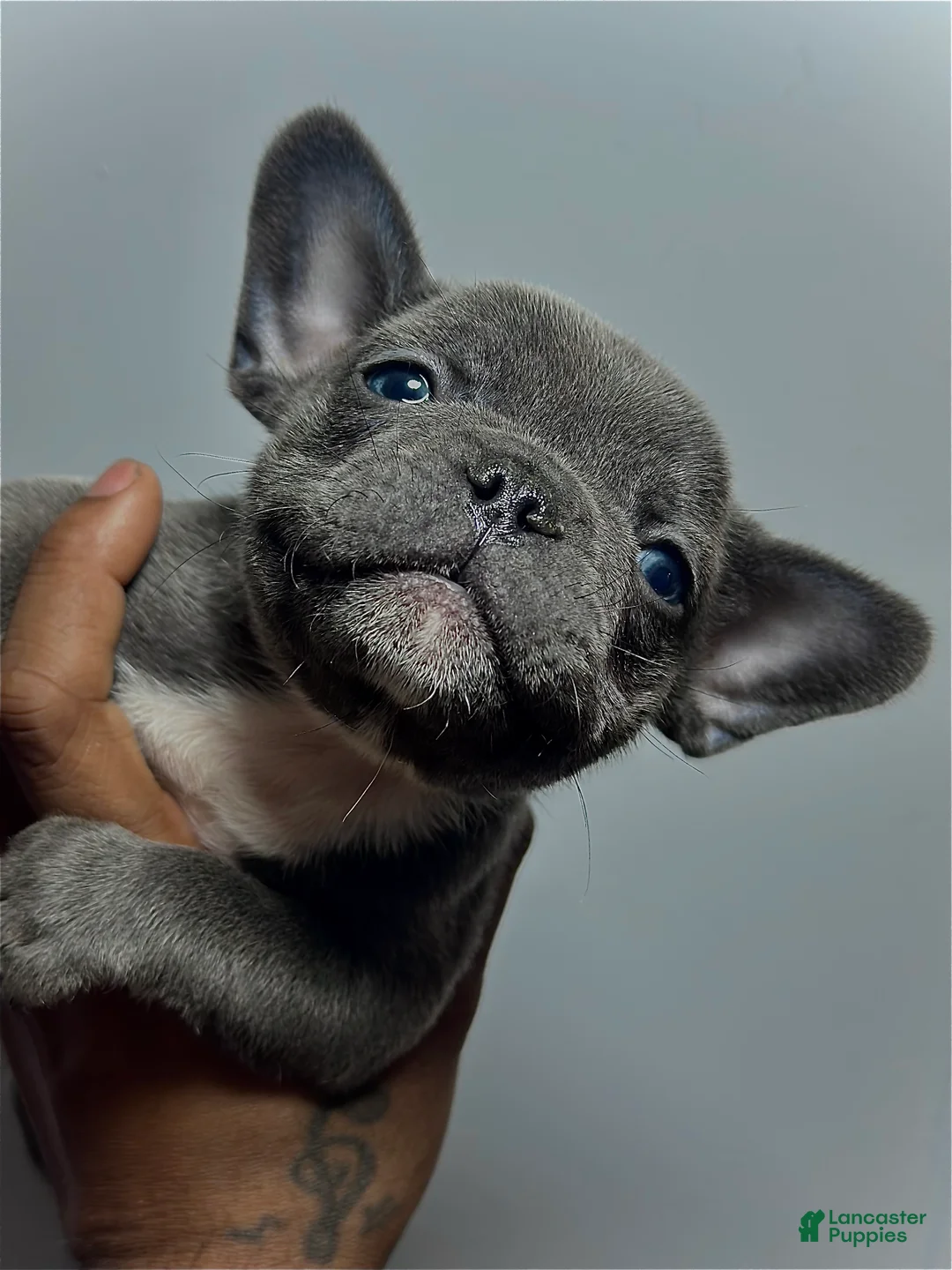 French Bulldog dogs for sale: French Bulldog 3 - Ad 1