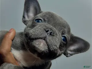 French Bulldog dogs French Bulldog 3 - Ad 8