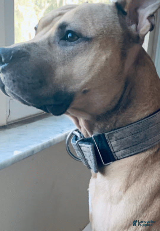 American Pit Bull Terrier dogs Garner bred stud - Ad 1