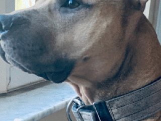 American Pit Bull Terrier dogs Garner bred stud - Ad 1