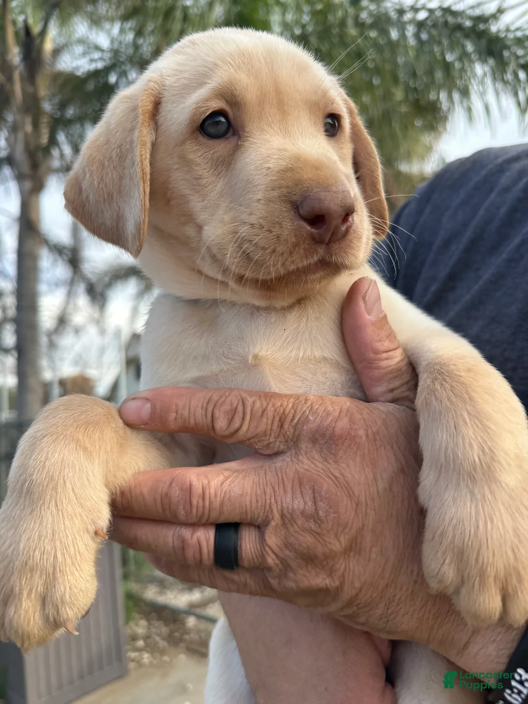 Labrador Retriever dogs for sale: Labrador Retriever Puppy 2 - Ad 1