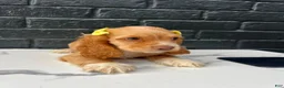 Cocker Spaniel dogs for sale: 💛🤍  Bella 🤍💛 - Ad 4